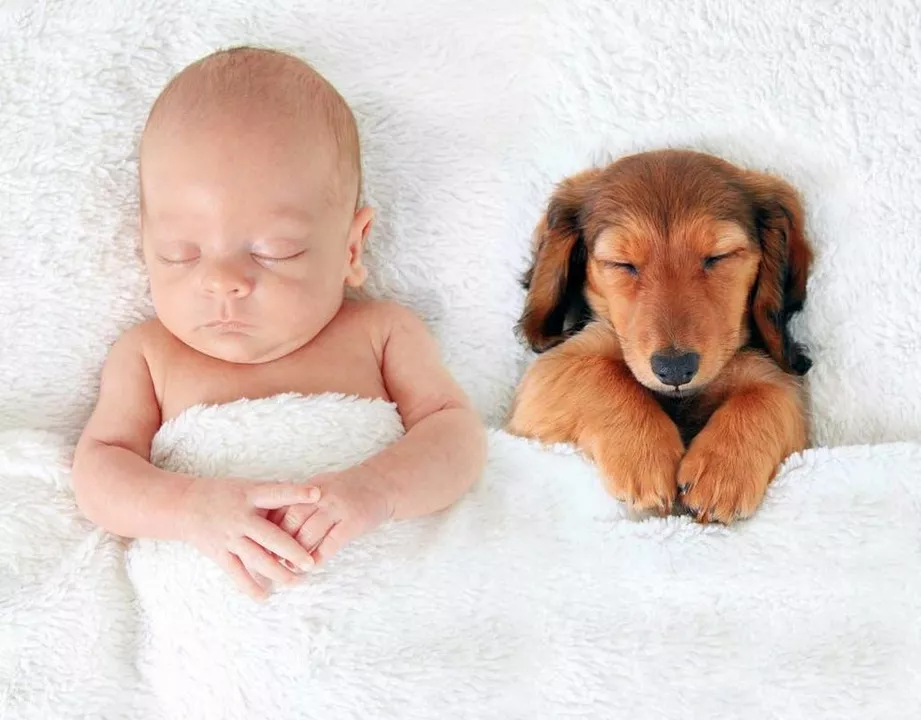 Baby Planning: How to Introduce Your Pets to Your New Baby